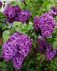Common Lilac – Syringa vulgaris – 3.5″ Healthy Potted Plant – Shrub – 3 Pack by Growers Solution